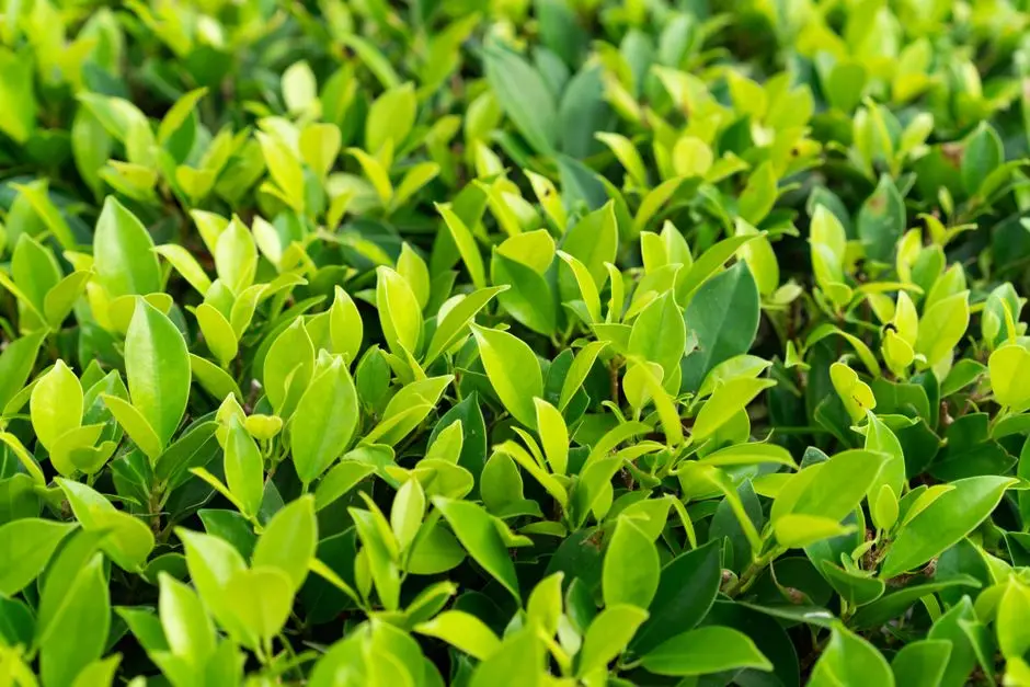 Greens & Outdoors at MAHINDRA REDEVELOPMENT, LOKHANDWALA ANDHERI WEST, Lokhandwala Complex, Mumbai