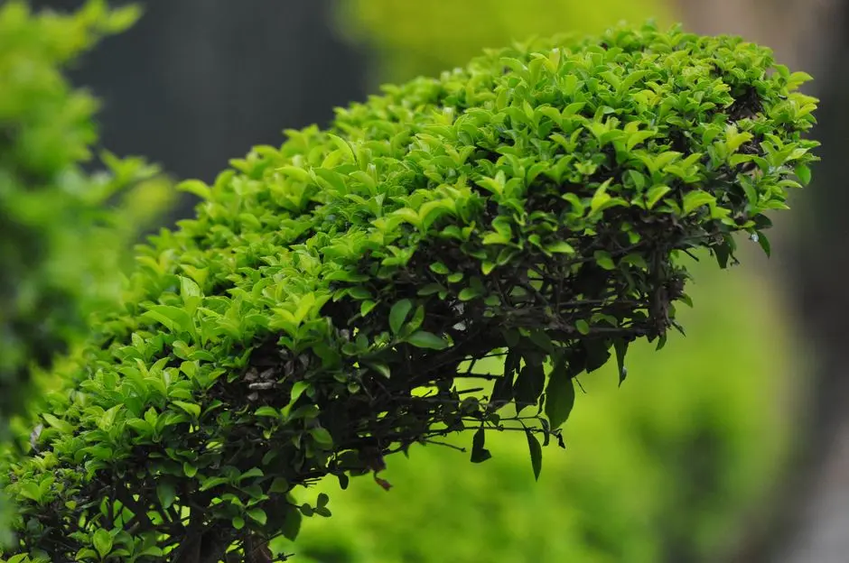 Greens & Outdoors at MAHINDRA KANJUR NX, Kanjurmarg East, Mumbai