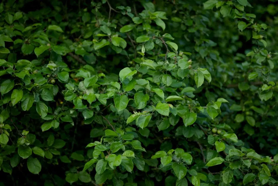 Greens & Outdoors at MAHINDRA LOKHANDWALA ANDHERI WEST MUMBAI, Lokhandwala Complex, Mumbai