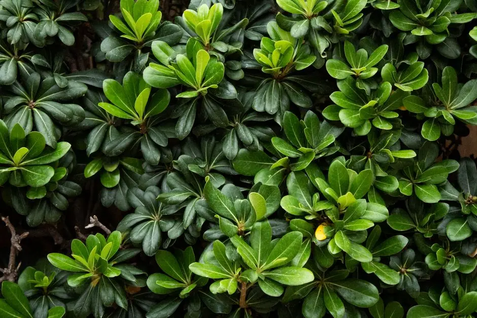 Greens & Outdoors at MAHINDRA SANTACRUZ, Santacruz West, Mumbai