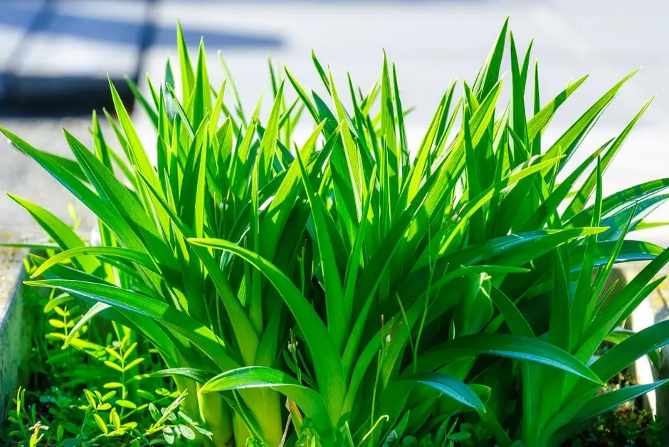 Greens & Outdoors at MAHINDRA HAPPINEST KALYAN, Kalyan West, Thane