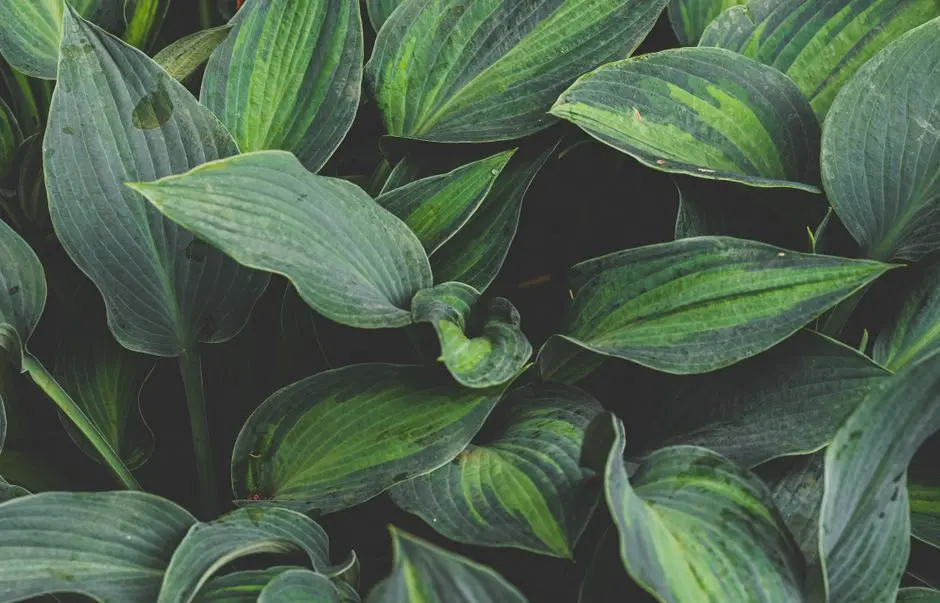 Greens & Outdoors at MAHINDRA ALCOVE, Kandivali East, Mumbai